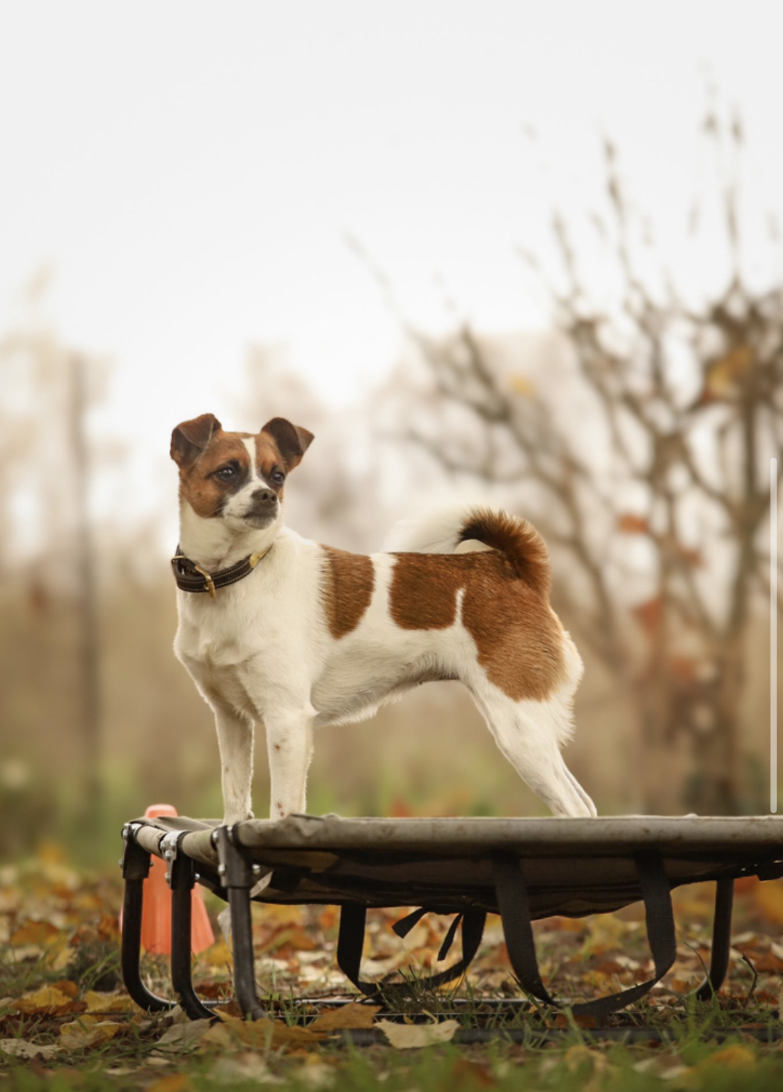 Chien en situation d'exercice